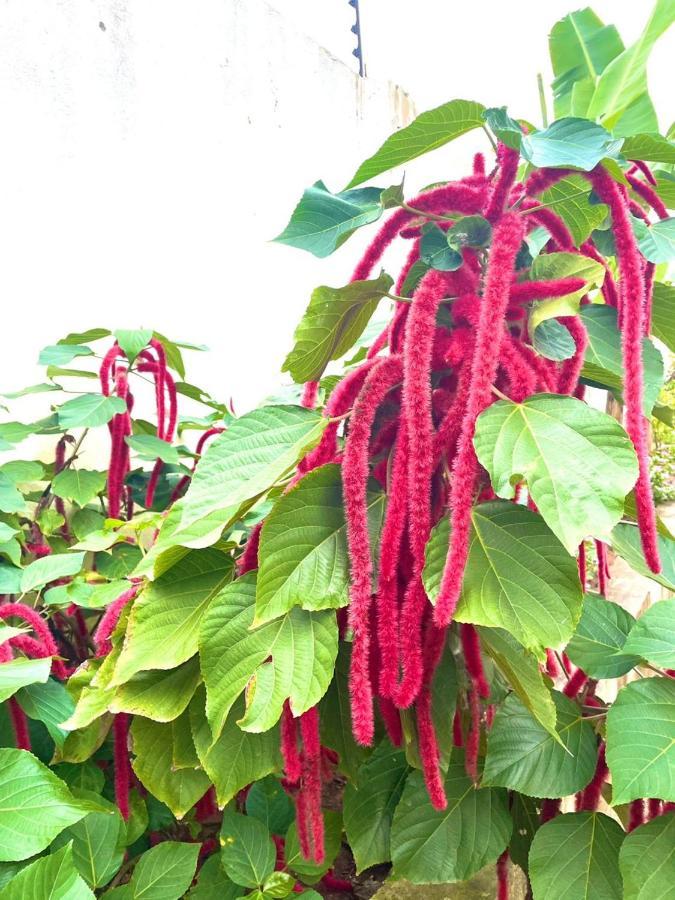 Garden Pearls 호텔 눙귀 외부 사진